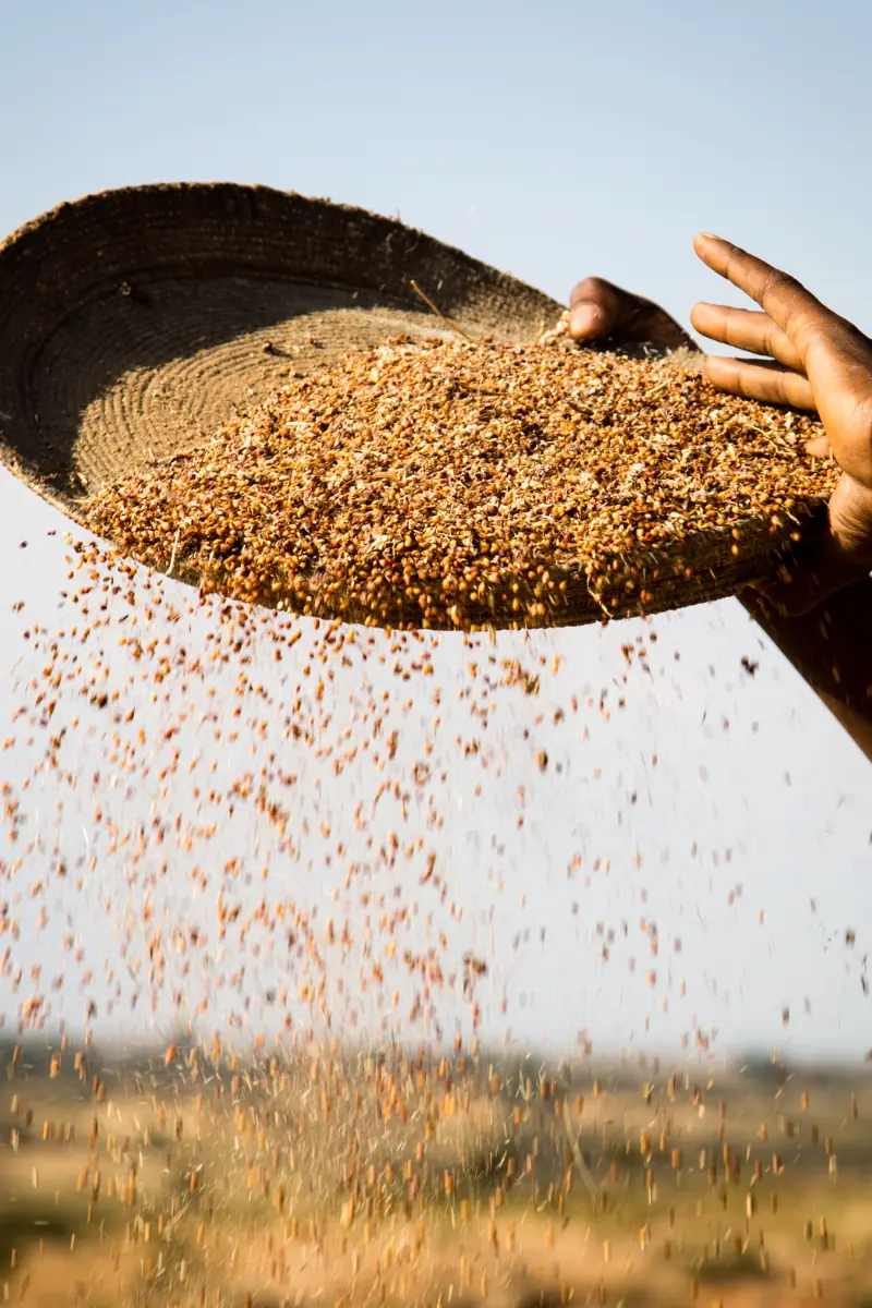How To Use Sorghum In Cooking