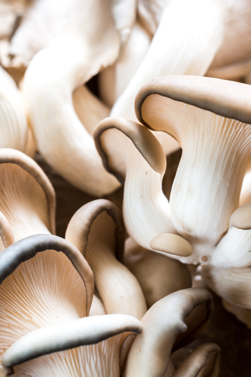 oyster mushrooms