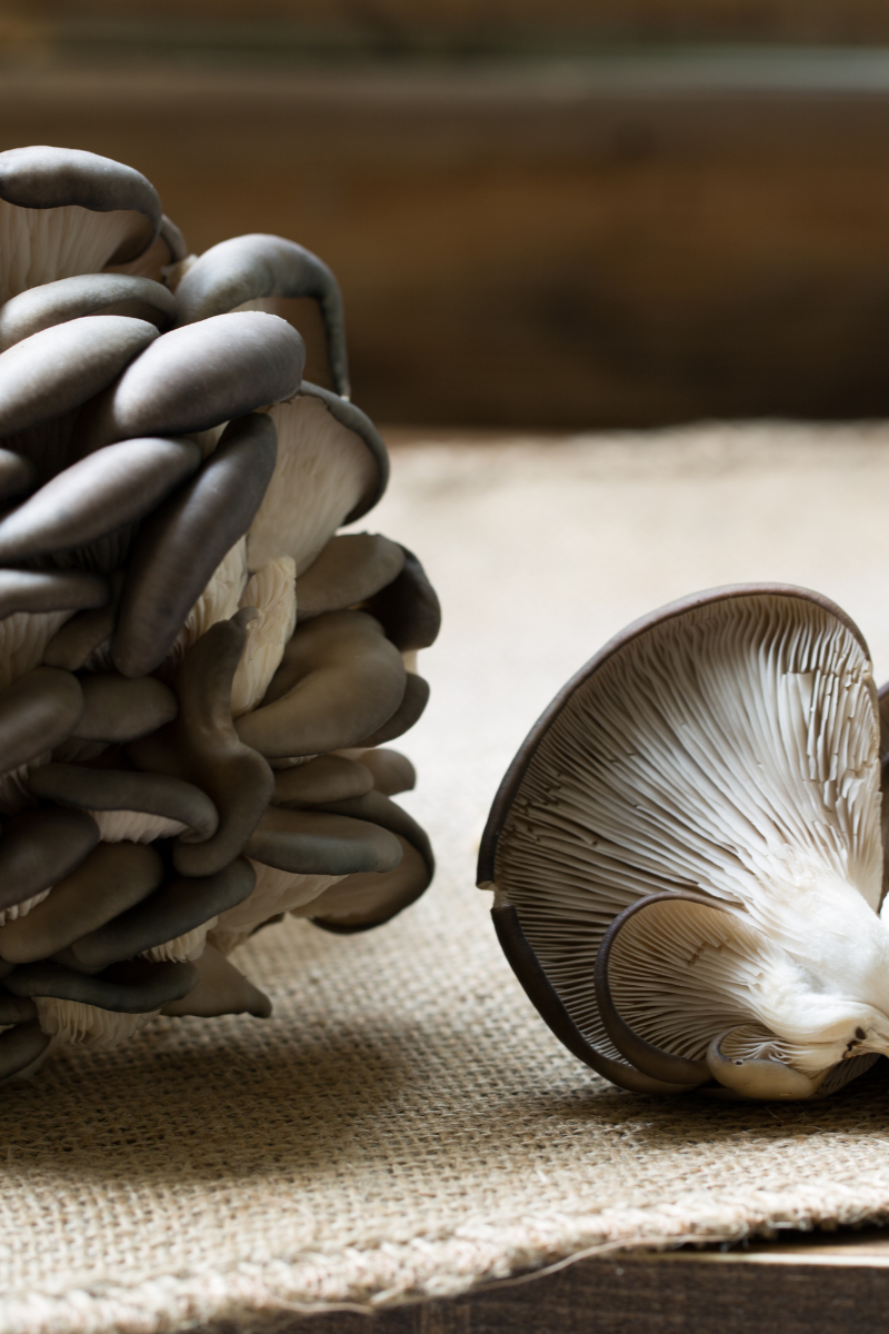 oyster mushrooms