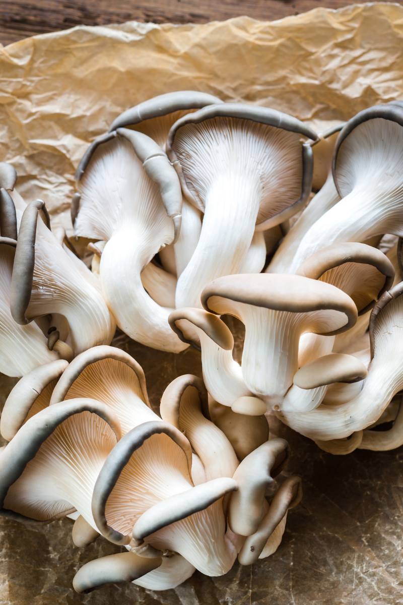 How To Store Oyster Mushrooms