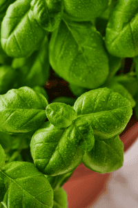 Bay Leaves vs Basil Leaves: A Comprehensive Comparison