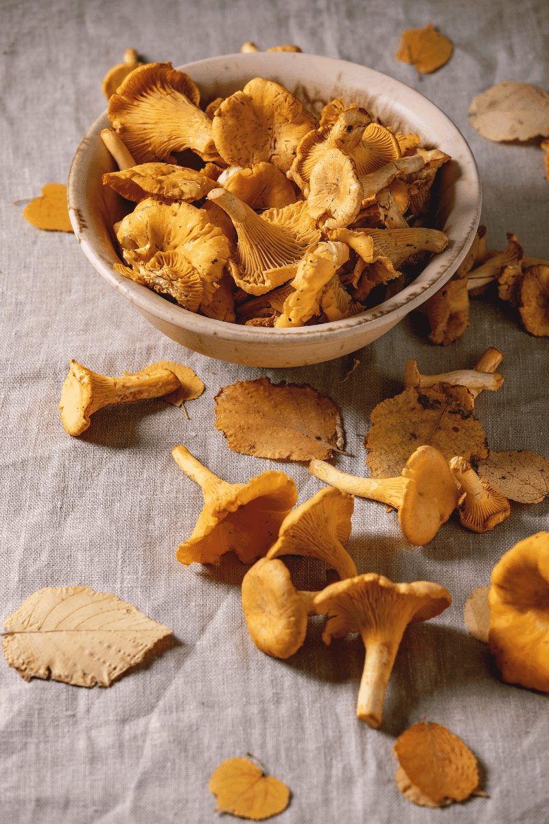 Chanterelle mushrooms in a bowl.
