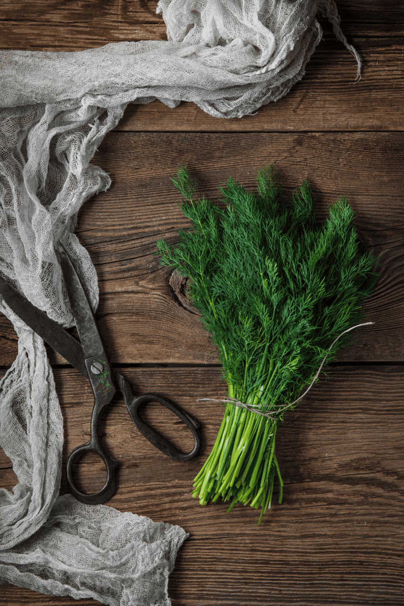 Bunch dill on a wooden surface.
