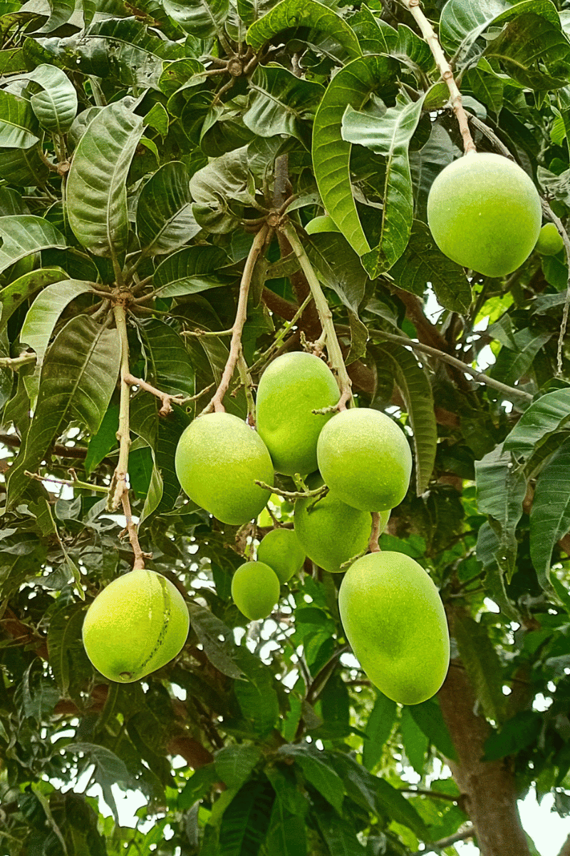 Unripe mangoes on the tree.