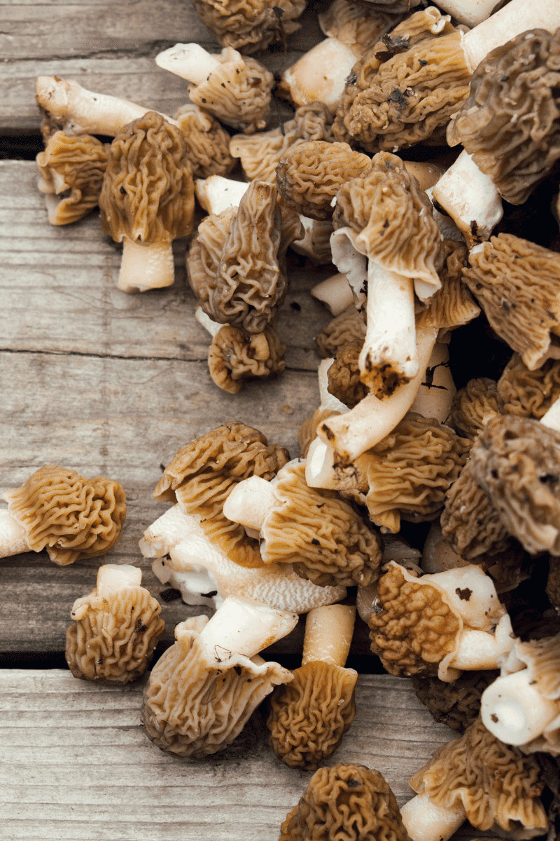 How To Use Morel Mushrooms In Cooking