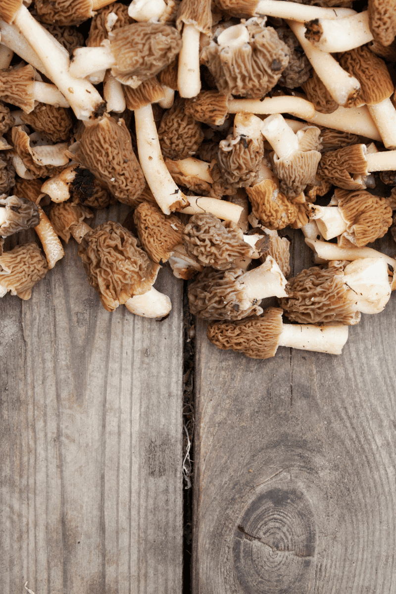 Morel mushrooms on wooden surface.