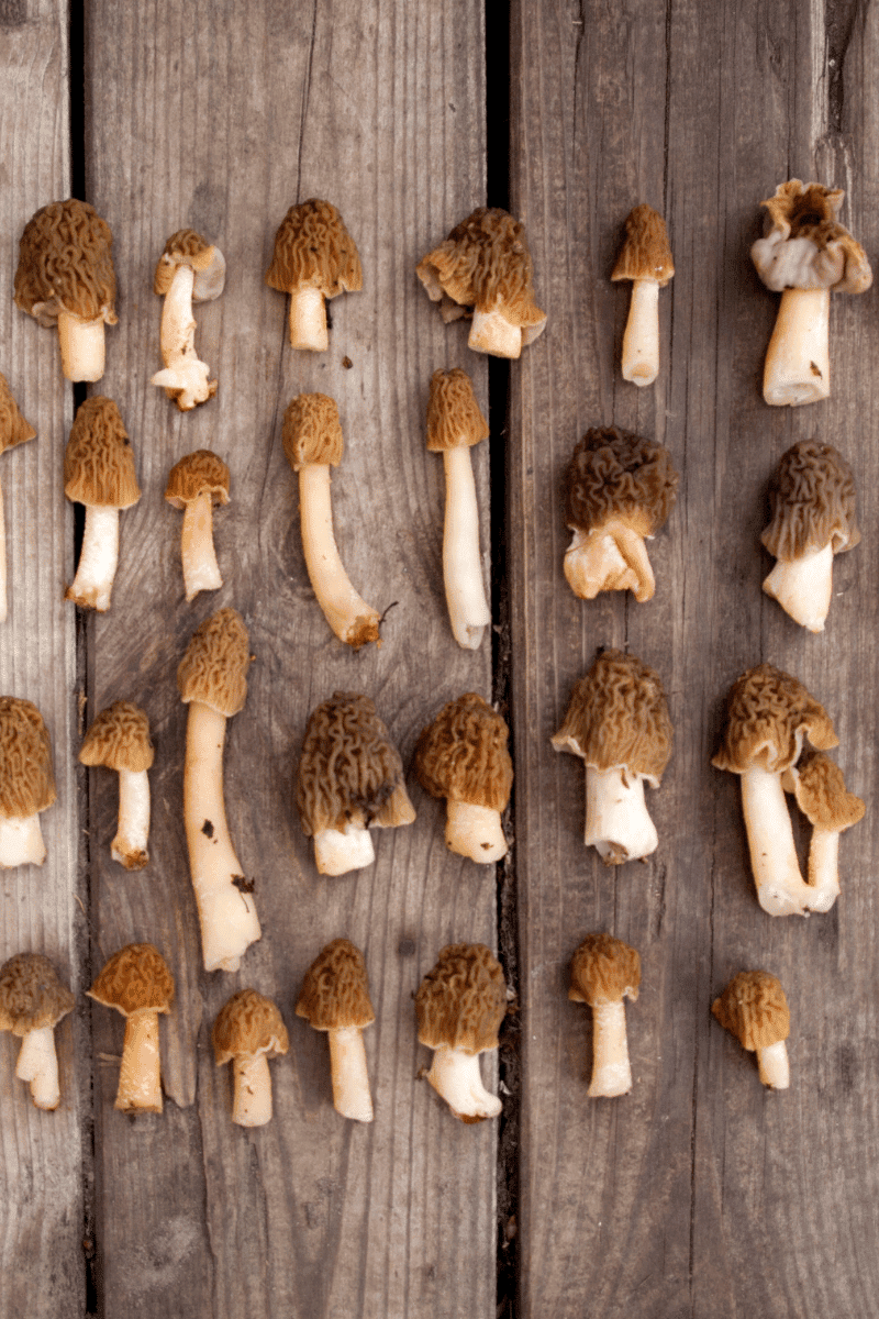Morel mushrooms on wooden surface.