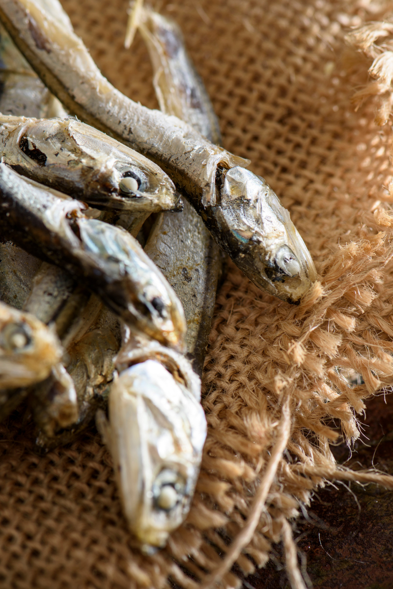 How To Store Anchovies