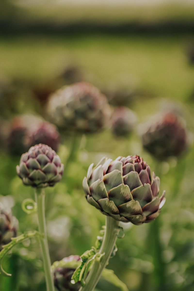 artichokes grown in the wild.