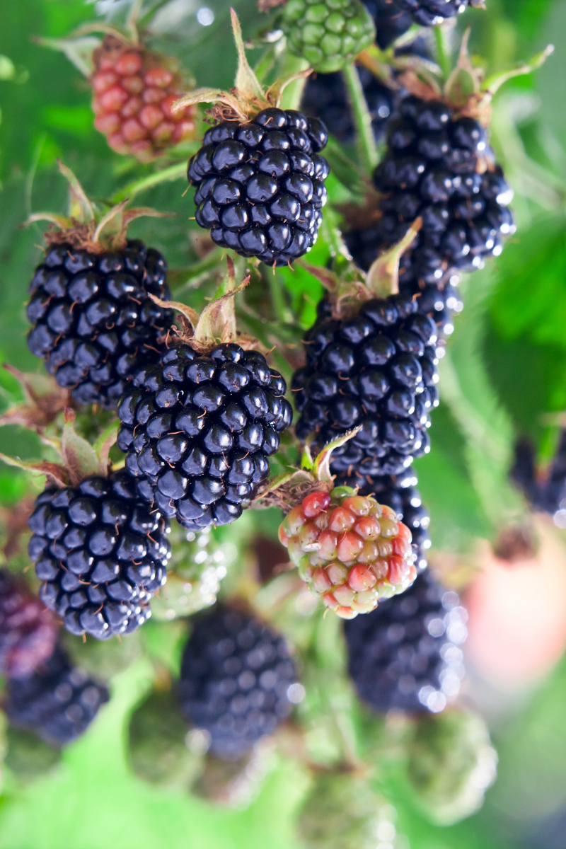 How to Store Blackberries