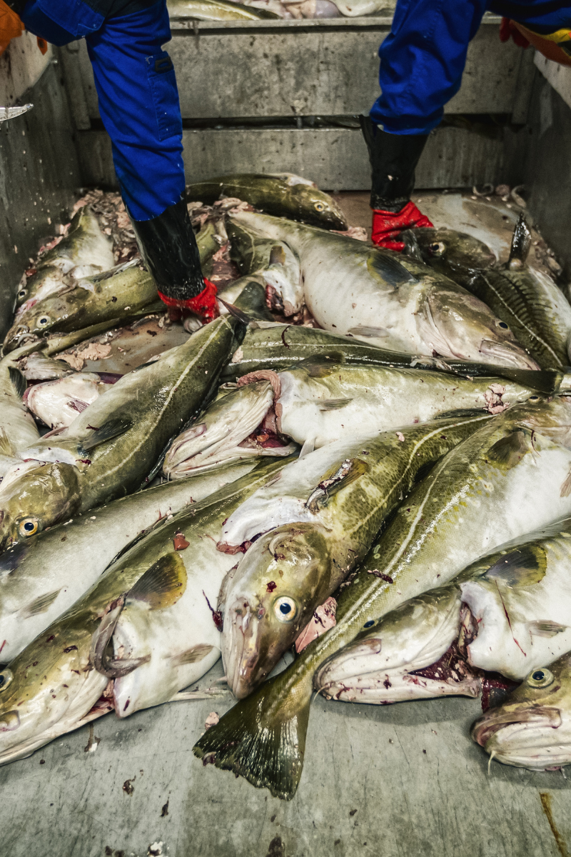 How To Store Cod