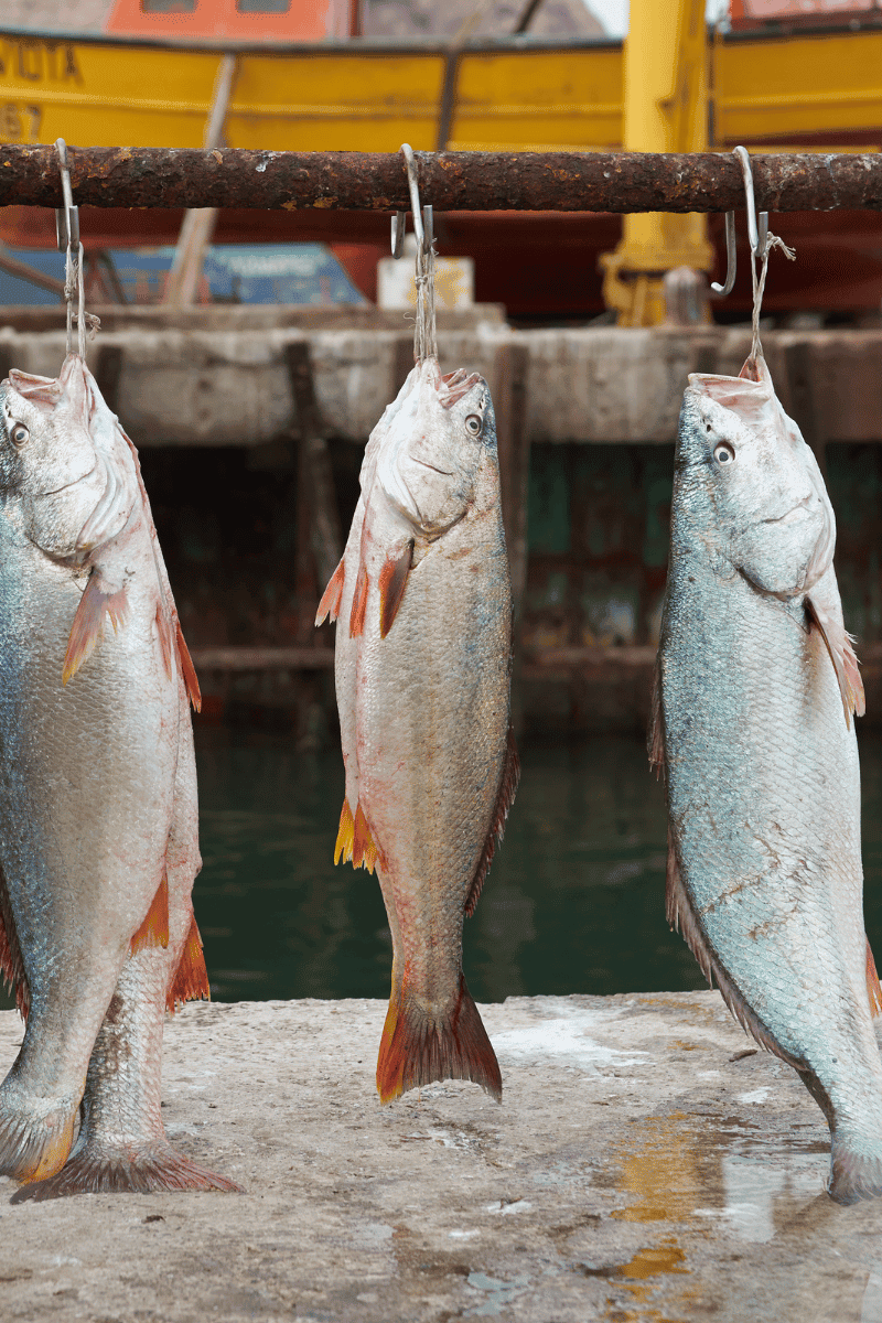 What is Corvina?