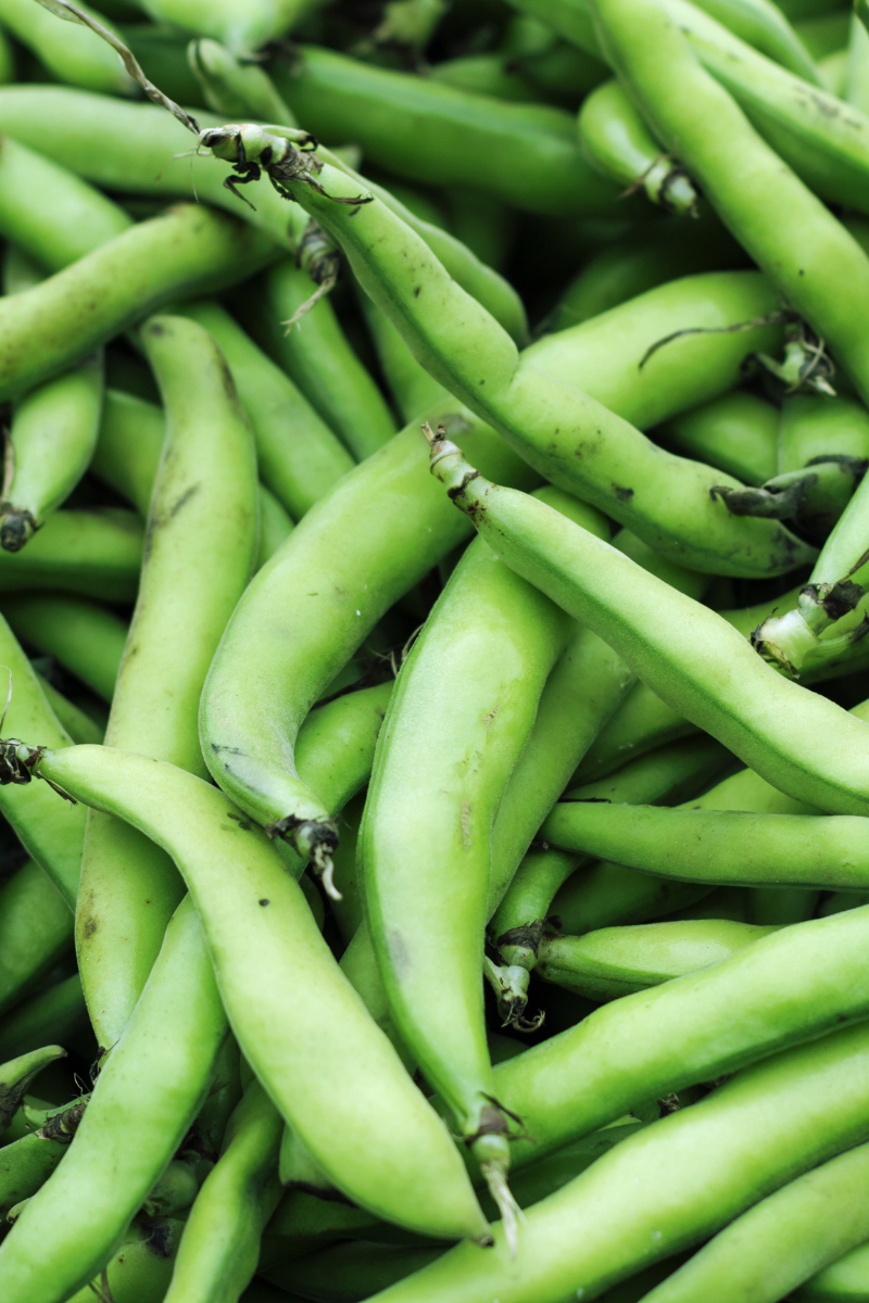 How To Store Fava Beans