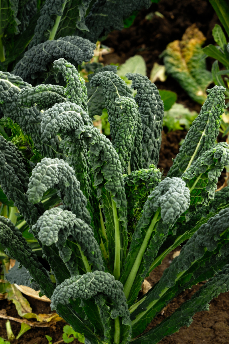 How To Store Lacinato Kale
