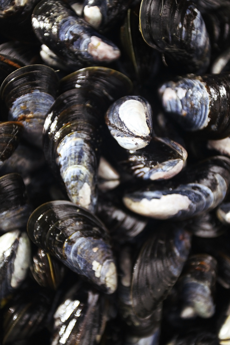 How To Store Mussels