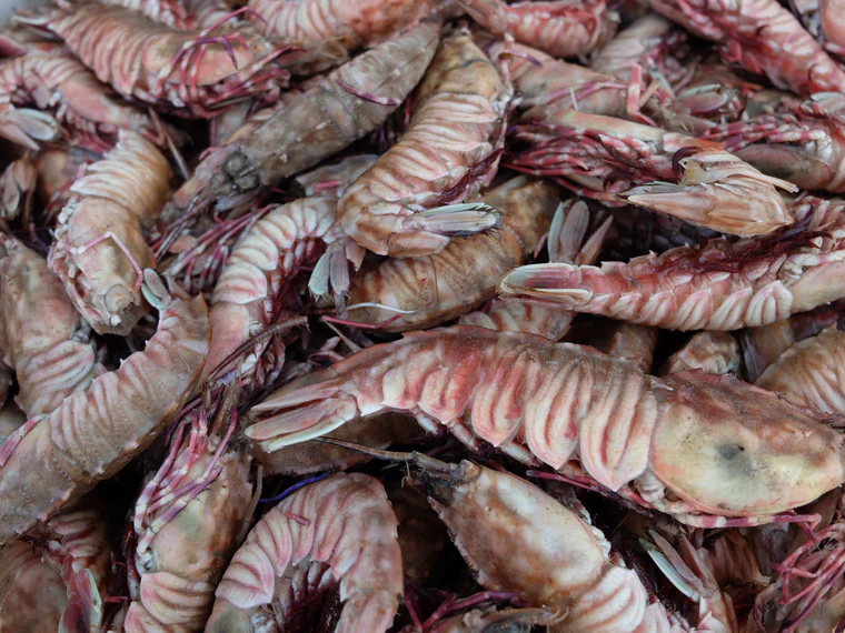 All You Need To Know About Rock Shrimp