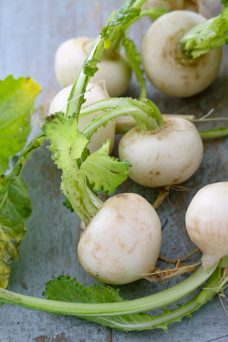 How to Store Turnips
