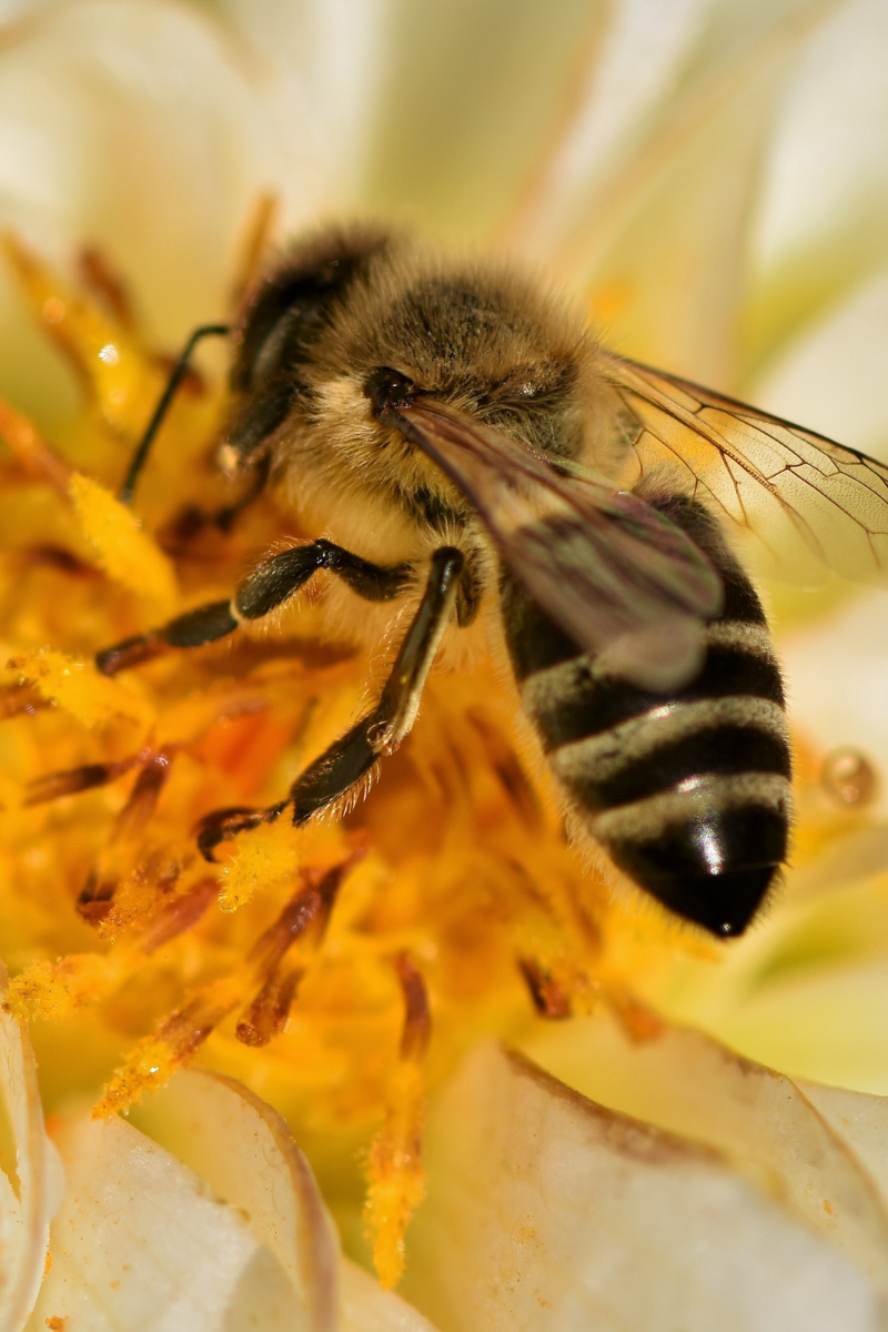 What Is Bee Pollen And How Is It Used?