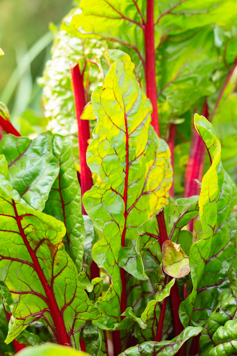 How to Store Beet Greens