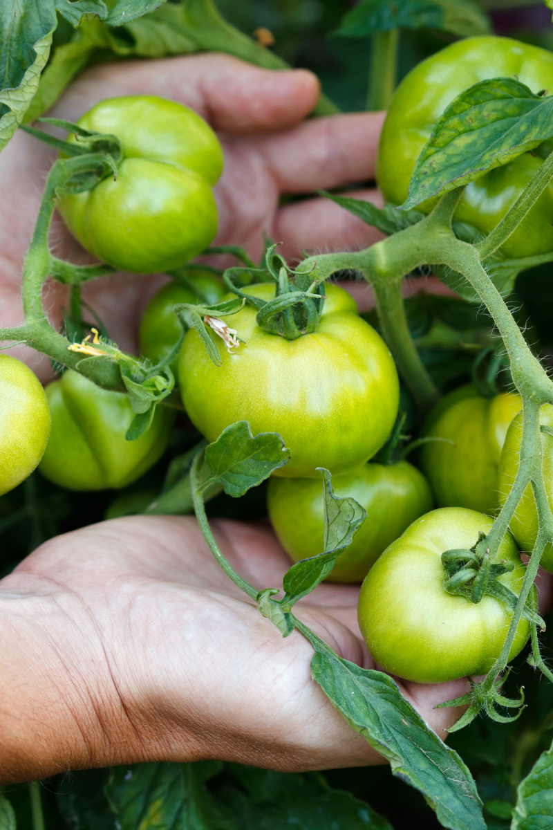 How to Store Green Tomatoes