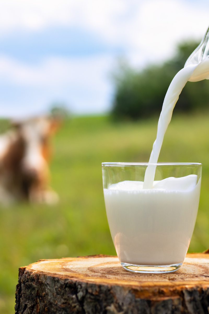 What Is Lactose?