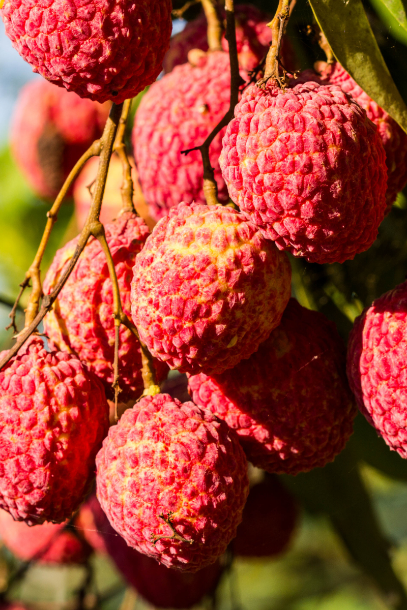 How To Store Litchi