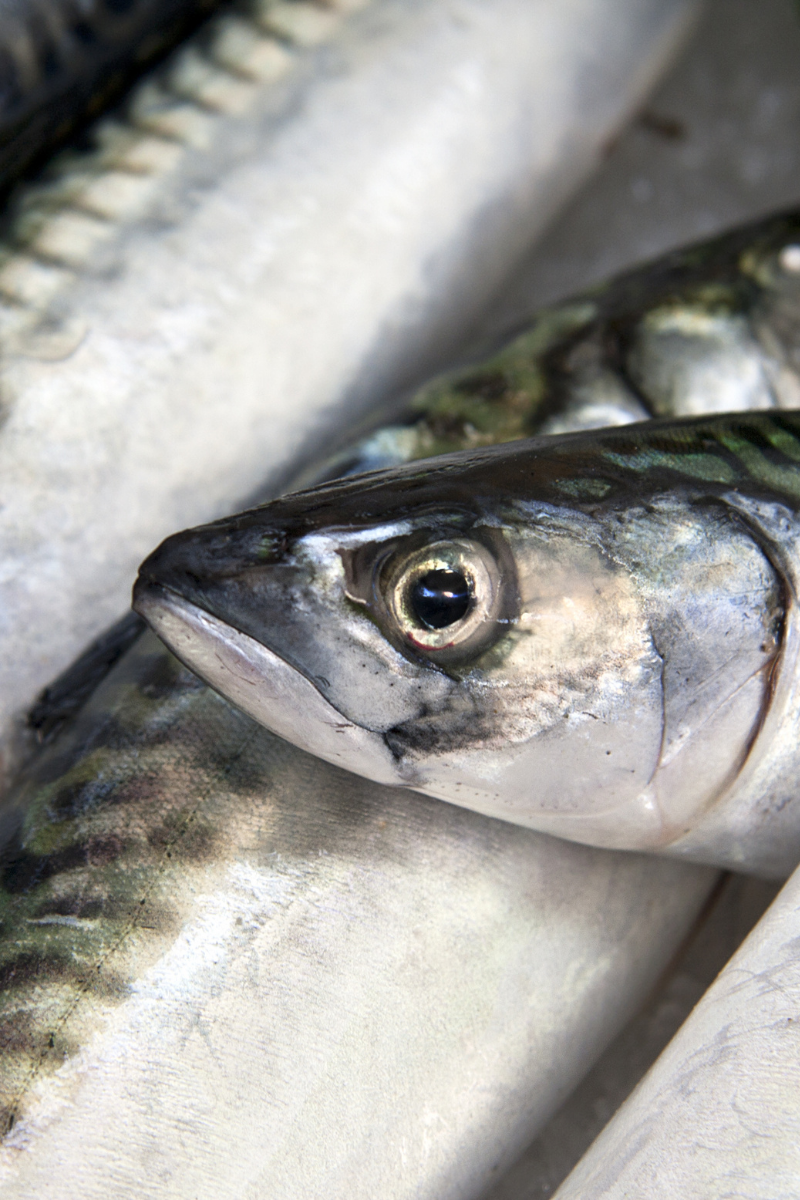 How To Store Mackerel