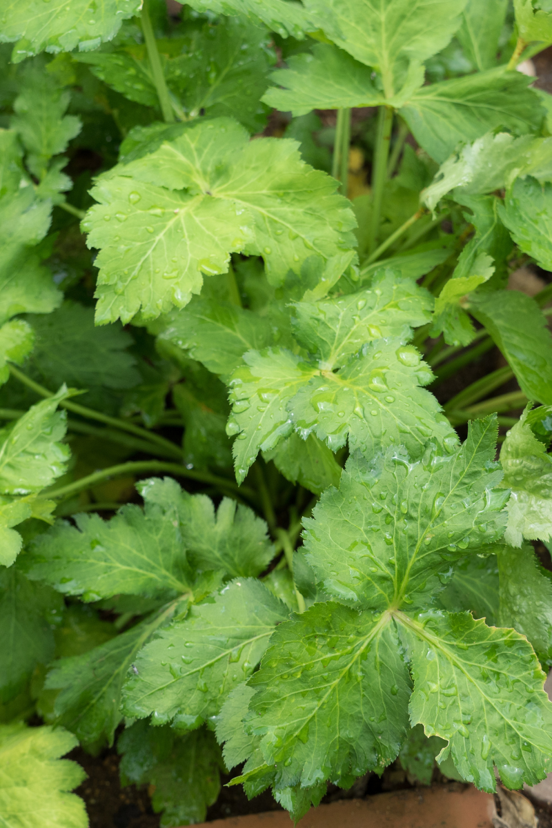 Mitsuba herb.