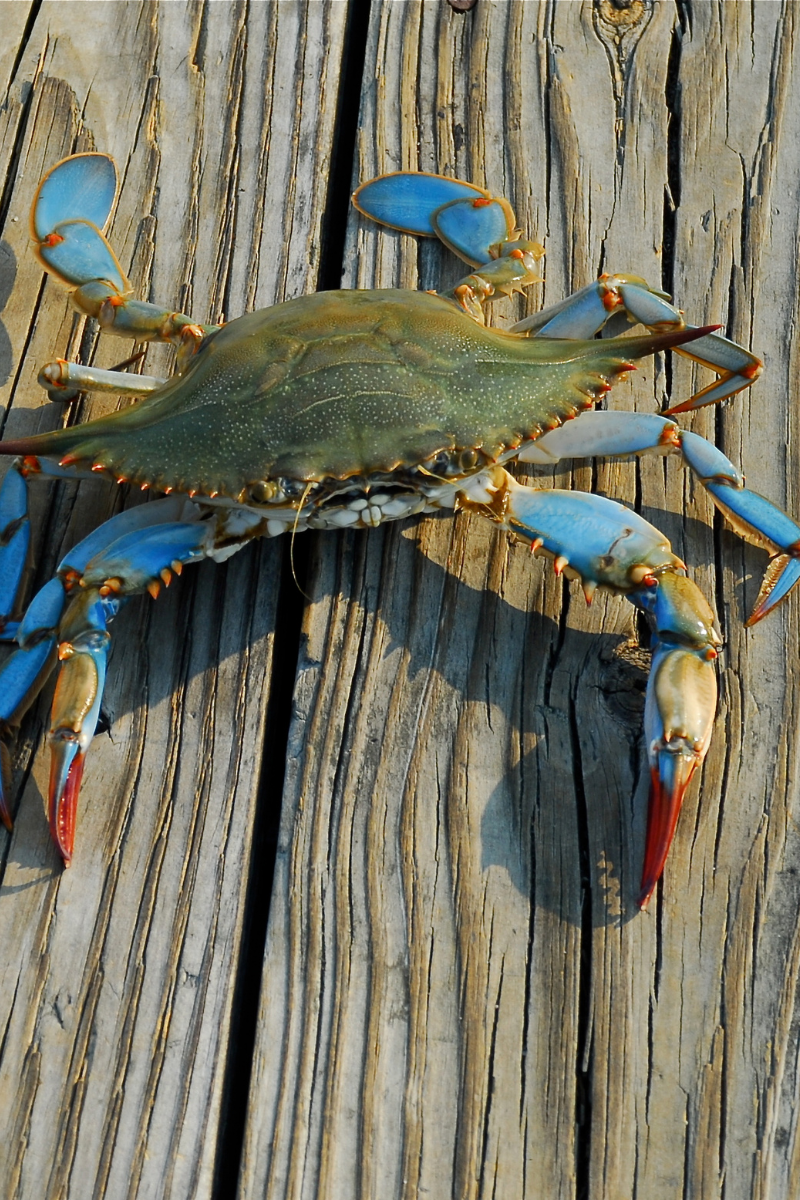 What Is A She-Crab?