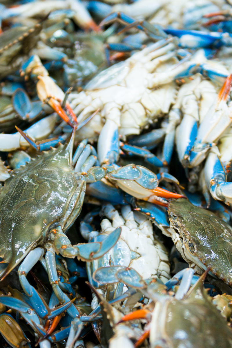 Blue crabs, both male and female.