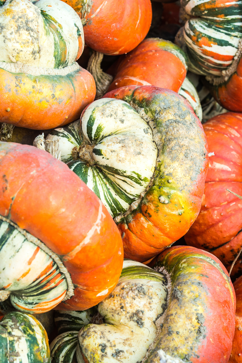 Turban squash in a field.