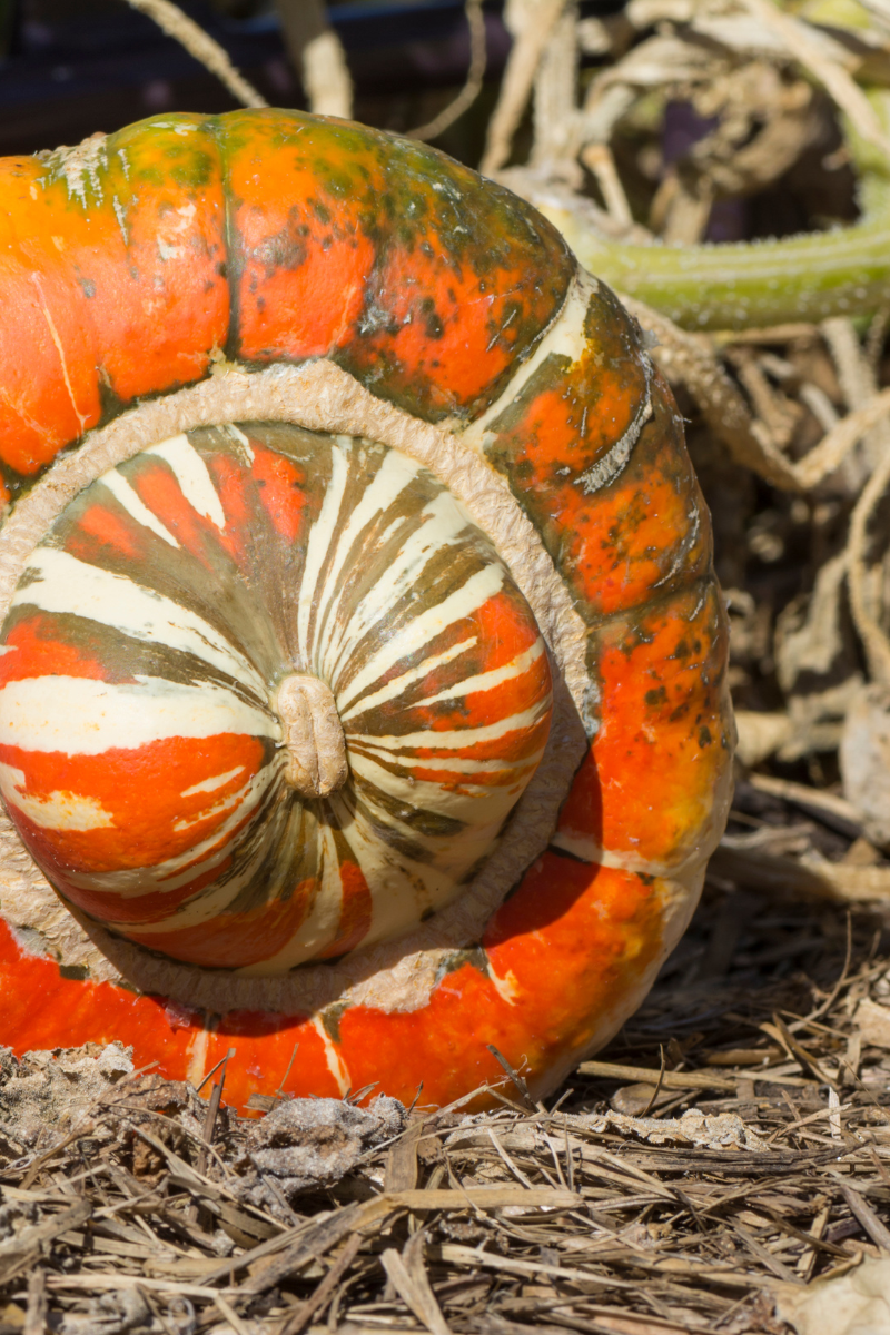 What Is Turban Squash?